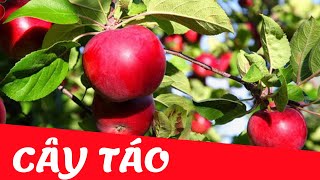 Dạy bé nhận biết cây ăn quả | cây táo tiếng việt | Dạy trẻ thông minh sớm