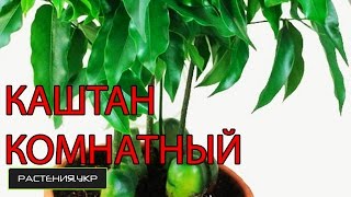 Каштаноспермум или Комнатный каштан / уход за комнатными растениями