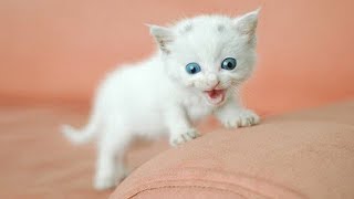 「猫かわいい」 すごくかわいい子猫 - 最も面白い猫の映画 #261