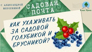 САДОВАЯ ПОЧТА с Александрой Миролеевой: Как ухаживать за садовой голубикой и брусникой. Выпуск 3