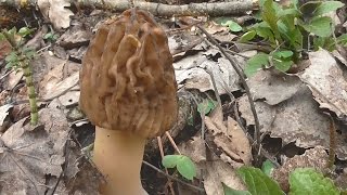 Сморчки