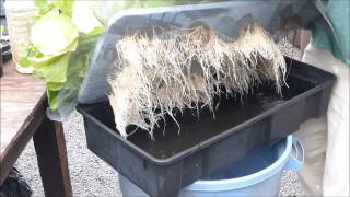 Controlling Mosquitoes with Screen in Kratky Hydroponic Systems