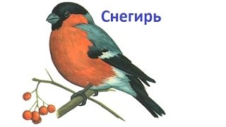 Пение птиц - Снегирь