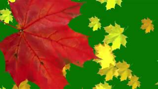 Green Screen Falling leaves, Transition Autumn  Футаж Перход осенние листья клена