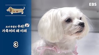 세상에 나쁜 개는 없다 - 모녀 폭행견 우리! 가족끼리 왜 이래_#003