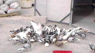 peristeria voutes iraklio kritis terzidis 6984631834