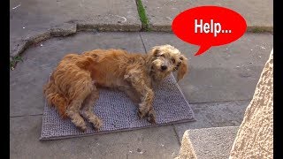 Hope For Paws: Stray dog walks into a yard and then collapses...