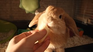 Вислоухий кролик ест банан