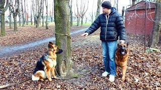 Длинношерстные немецкие овчарки Гера и Афина - мама и дочь.