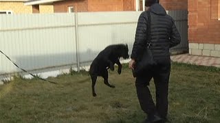 Как отучить собаку прыгать на людей(один из способов)