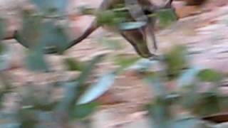 Wallaby at Simpsons Gap near Alice Springs