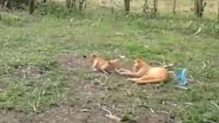 Kasih sayang seekor induk kucing terhadap anaknya