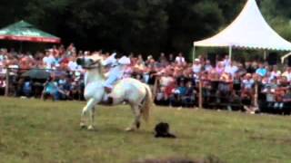 Zmaj od sipova 2 rasko polje