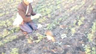 Barbary Falcon Passage (Falco P. Pelegrinoides) in Morocco /شيهانه جبليه فرخ / شاهين جبلي برباري