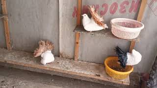 Продажа голубей Александр 89030203649