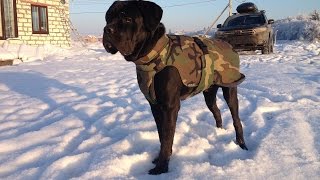 Одежда для собак! Как снимать мерки с собаки! Попона для собак! Выкройка попоны!