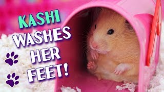 Cute Hamster "Kashi" Washes Her Feet & Eats Lettuce! ?