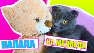 КОШКА ПРОТИВ НЕ ЖЕЛЕЙНОГО МЕДВЕДЯ