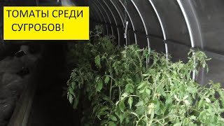Ночной репортаж из теплицы с томатами! 