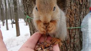 Покормил незнакомую молодую белку и Длинноухого / I fed a young squirrel and a Long-eared one