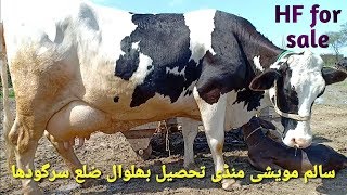 Holstein freezian cow in salam mandi bhalwal,sargodha