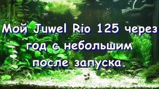 Аквариум Juwel Rio 125. Чуть больше года после запуска.