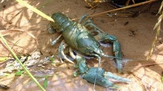 Подводная Охота на Раков. Spearfishing on Сrayfish.