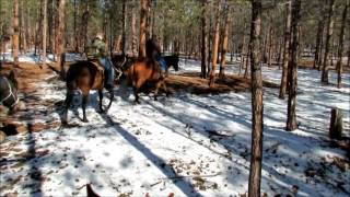 Horse riding in the Sapphire Mtns, Montana