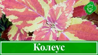 Цветок колеус – уход в домашних условиях; выращивание колеуса из семян
