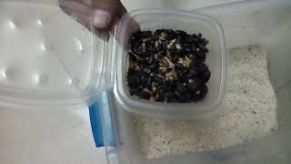 طريقة عمل مزرعة دود ميل ورم  ( القبابي )( الغبابي ). Meal worm