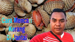 CARA MENCARI KERANG DI PANTAI