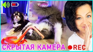 ЭКСПЕРИМЕНТ ОДИН на ОДИН со ЗМЕЕЙ! СОБАКИ и КОШКА на скрытой камере | Magic Family