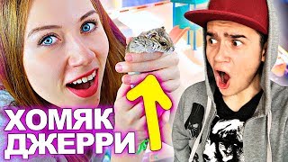 ЭЛЛИ ДИ И ХОМЯК ДЖЕРРИ ИГРОВАЯ КОМНАТА И ЛАБИРИНТ СВОИМИ РУКАМИ Elli Di Pets Реакция на Элли Ди Петс