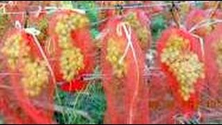 Виноград Мешочки для защиты ягод от ос и птиц