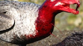 10 ОПАСНЫХ ПТИЦ, которых стоит избегать.