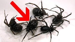 Redback Spiders Black Widows Or False Widows