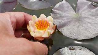 нимфея Aurora (nymphaea Aurora), нимфея Аврора для мини прудов