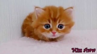 Çocuklar Sevimli Yavru Komik Kedi Videoları Youtube Komik Hayvan Videoları Için Komik Hayvan Videol