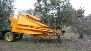 Harvest of organic olives with mechanical vibration in Douro