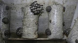Грибы Вешенка. Сравнение Субстрата. Сено и Шелуха. Какой субстрат лучше для выращивания грибов.