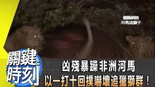 凶殘暴躁非洲河馬 以一打十回撲嚇壞追獵獅群！ 2014年 第1805集 2200 關鍵時刻