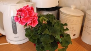 КАК ВЫРАЩИВАТЬ ГЕРАНЬ 1часть #ПЕЛАРГОНИЯ #PELARGONIUM_#ПРИЩИПКА_#УДОБРЕНИЕ #45 #oldenburgru