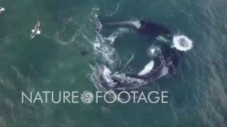Drone captures aerial footage of killer whales on the hunt!