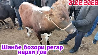 шанбе бозори регар нархи гови майда ва калон барои бони