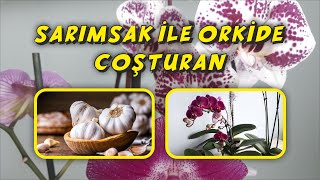 Açmayan Orkide Kalmasın,Orkide İçin Müthiş Etkili Uygulama,Sarımsak ile Orkide Coşturan,ORCHİDEE