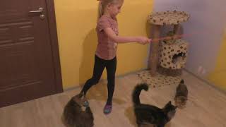 Игривые котята и дети Питомник сибирских кошек Spark Heart