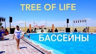 Tree of Life. Бассейны. Куда пойти в Актау купаться - 1 Minute Story NS"