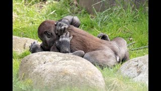 These Gay Gorillas Remind Us Animal Homosexuality Is Very Common
