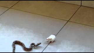 Cobra atacando rato parte 1