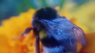 ШМЕЛЬ: макросъемка и слоу моушн - macro zoom SLOW MOTION Bumblebee